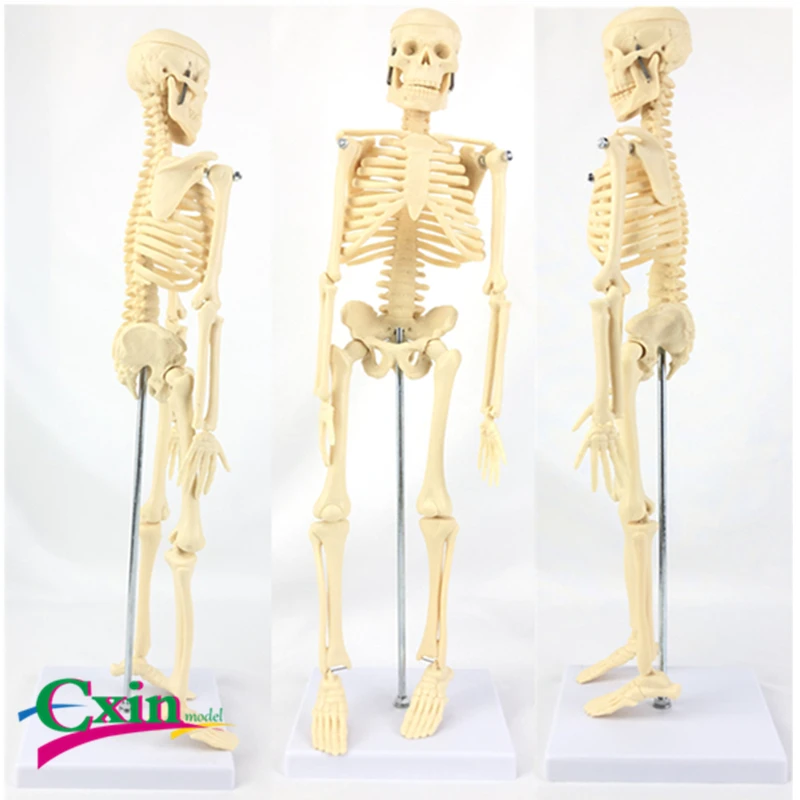 

Human skeleton model 45CM art medical standard teaching model