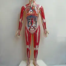 Микрокомпьютер, человеческий сердечный цикл и размерный цикл демонстрационная электрическая анатомическая модель, 1: 1 Размер, выставка научно-технических технологий