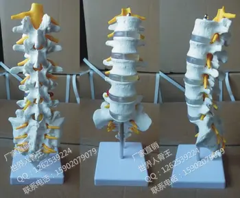 

Natural big of lumbar adult band model human model 32cm skeleton model