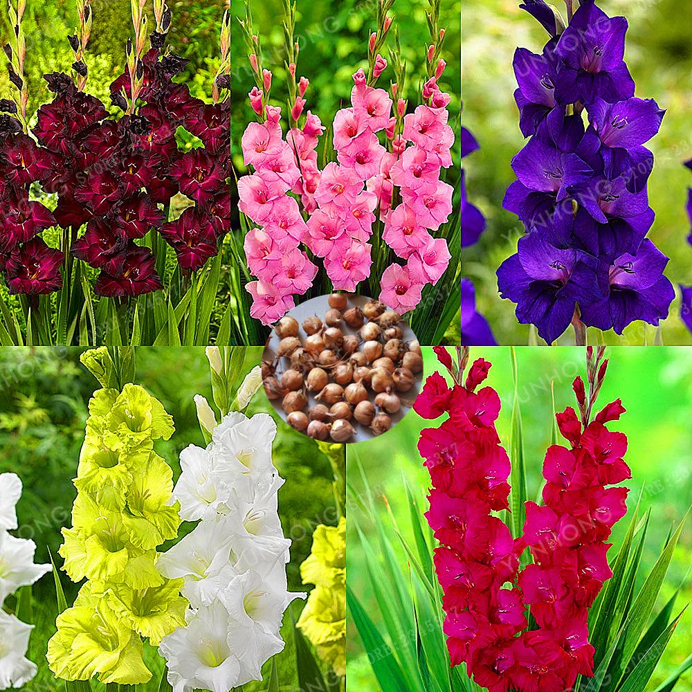 

True Gladiolus Bulbs,Beautiful Gladiolus Flower,Flower Symbolizes Longevity,Plant Garden ,2 Bulbs
