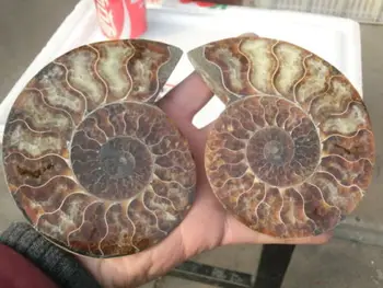 

486g(1.06 lb) 1 Pair Half Cut Ammonite Shell Fossil Specimen Madagascar