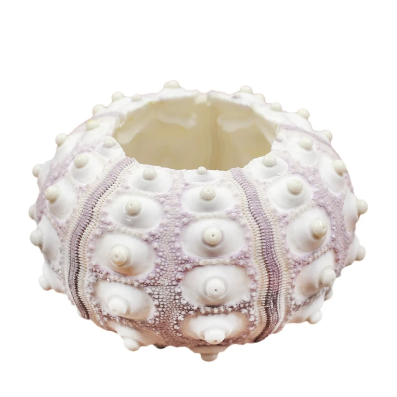 Воздушные растения простой Морской Urchin shell Настольный Tillandsia держатель