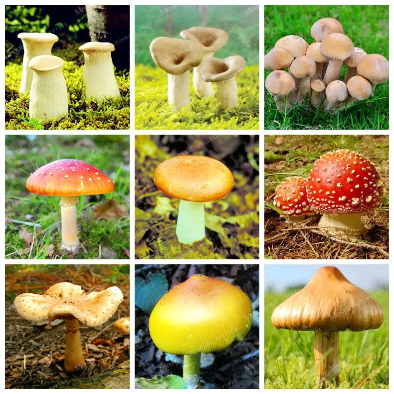 

100 Pcs / Bag Various Mixed Edible Health Mushrooms Vegetable Bonsai Funny Succlent Plant Happy Farm Bonsai Easy To Grow