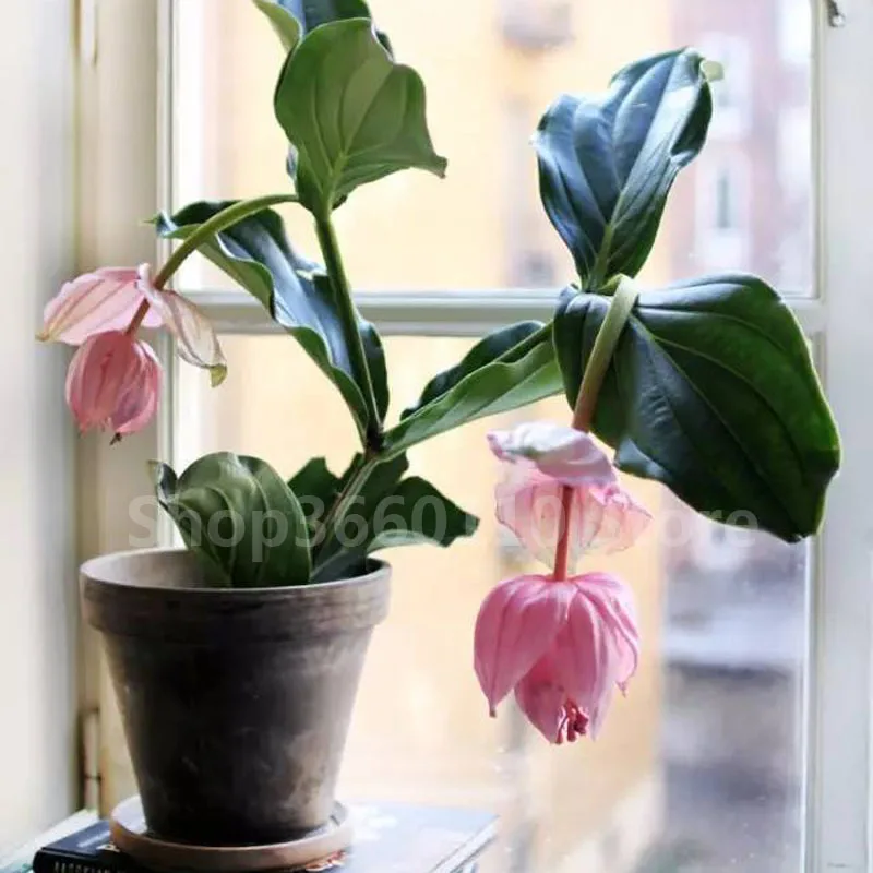 Medinilla Magnifica завод plantas natura бонсай цветочное растение для дома цветок для украшения сада завод 100 шт. семена цветок Medinilla Magnifica завод plantas natura бонсай цветочное растение для дома цветок для украшения сада завод 100 шт. семена цветок