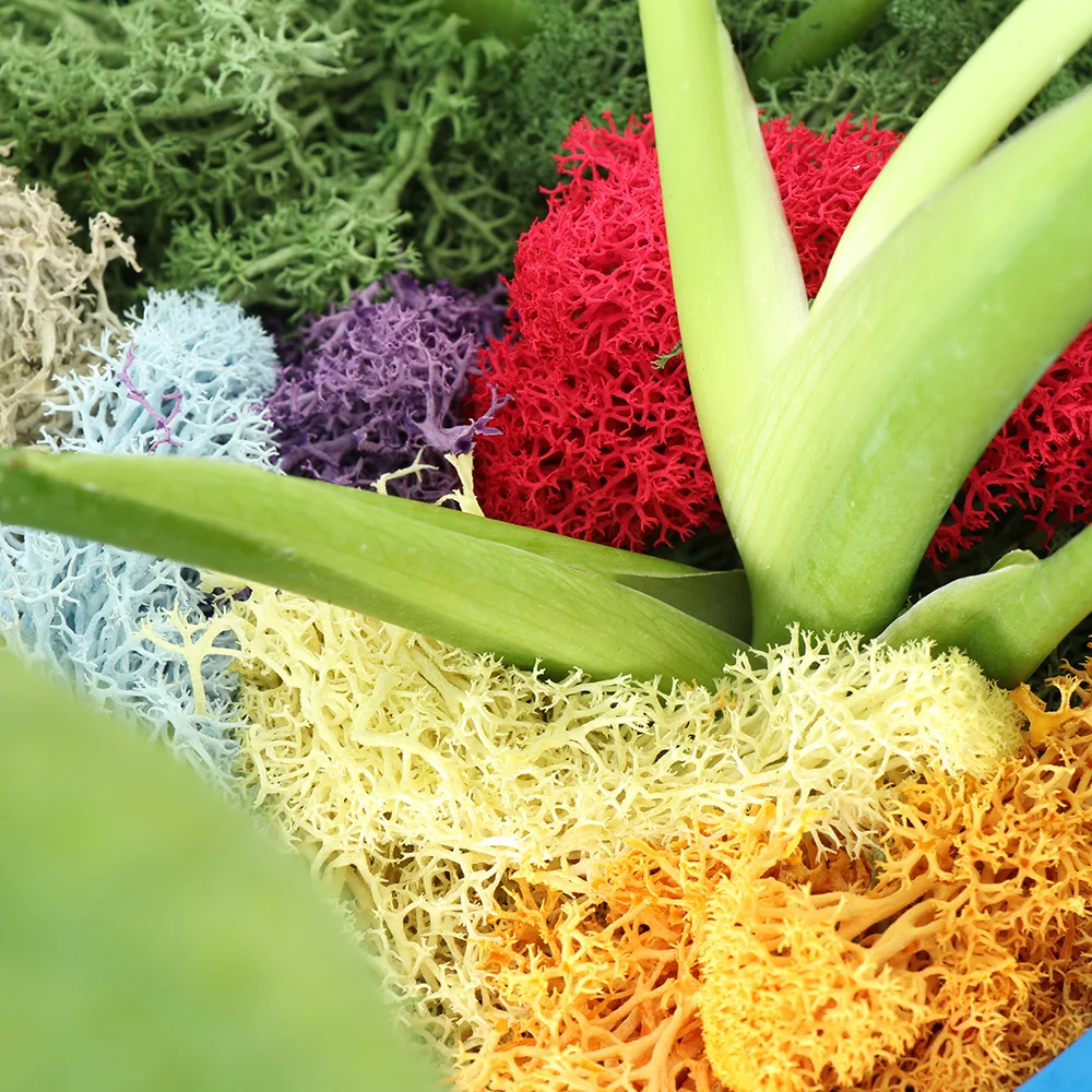 

1Bag Artificial Natural Reindeer Moss Preserved Dried Craft Flower Stamen For Fairy Home Garden Garland Wedding Party Decor