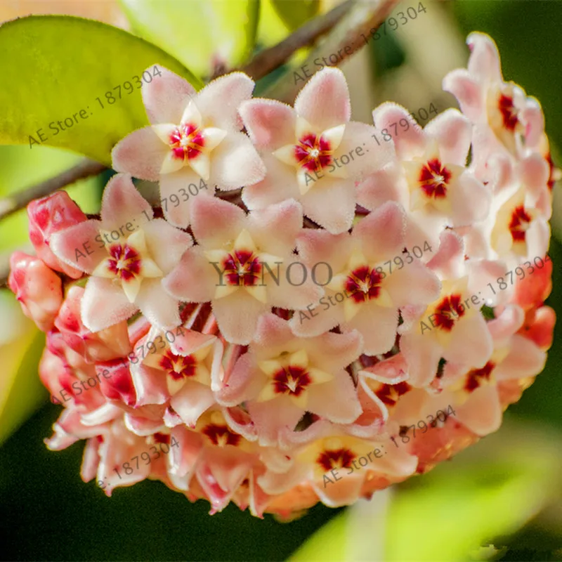 100 шт./упак. Редкие Hoya цветок flores, Орхидея, растения, в помещении бонсай Flowerfor дома и сада посадки легко растить - Цвет: 18