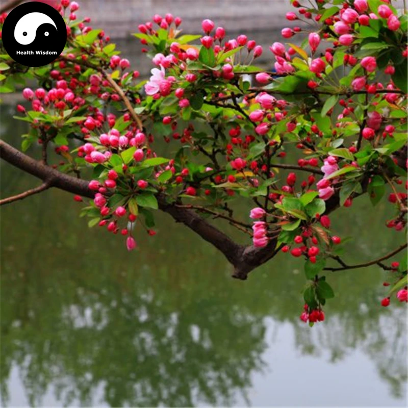 Buy Silk Begonia Tree Semente 60pcs Plant Begonia