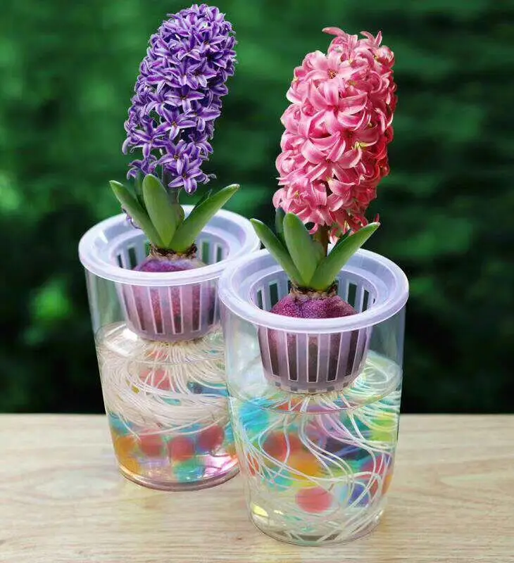 

Plastic hydroponic vase Hyacinth transparent flower pot. Planting basket plant bottomless containerware