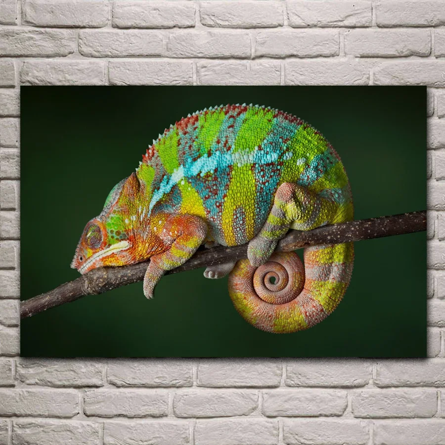 Hewan Reptil Bunglon Warna Mengubah Ruang Tamu Dekorasi Rumah