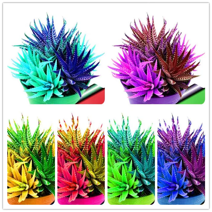 Sale 100 Pcs Colorful Cactus Aloe Bonsai Cactus Rebutia Variety