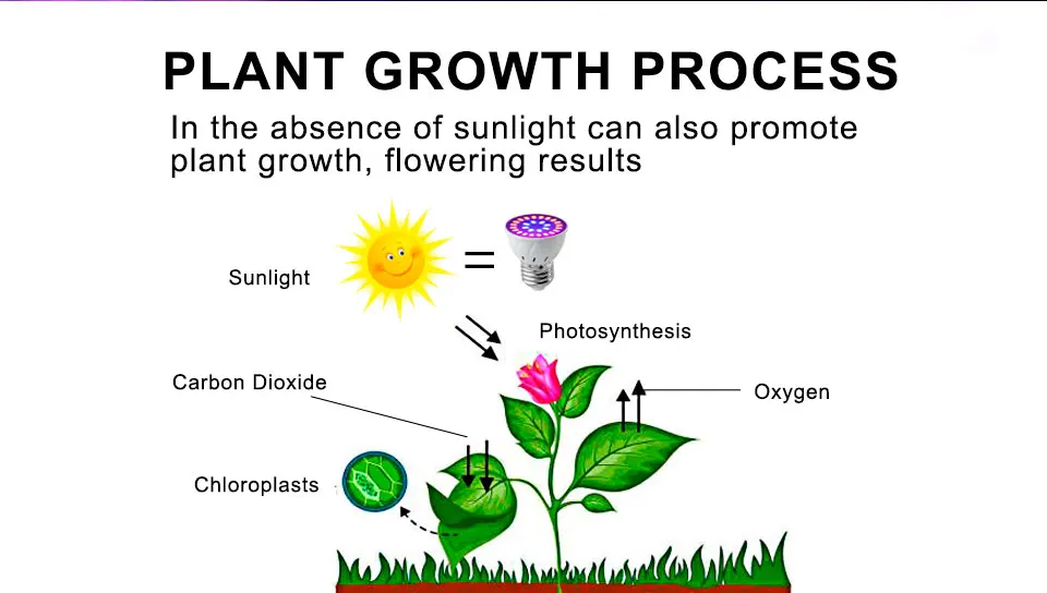 growing lamp bulbs (2)