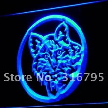 I698 Кошка Китти Pet Shop Дисплей Декор светодиодный неоновый свет знак включения/выключения 20+ Цвета 5 размеров