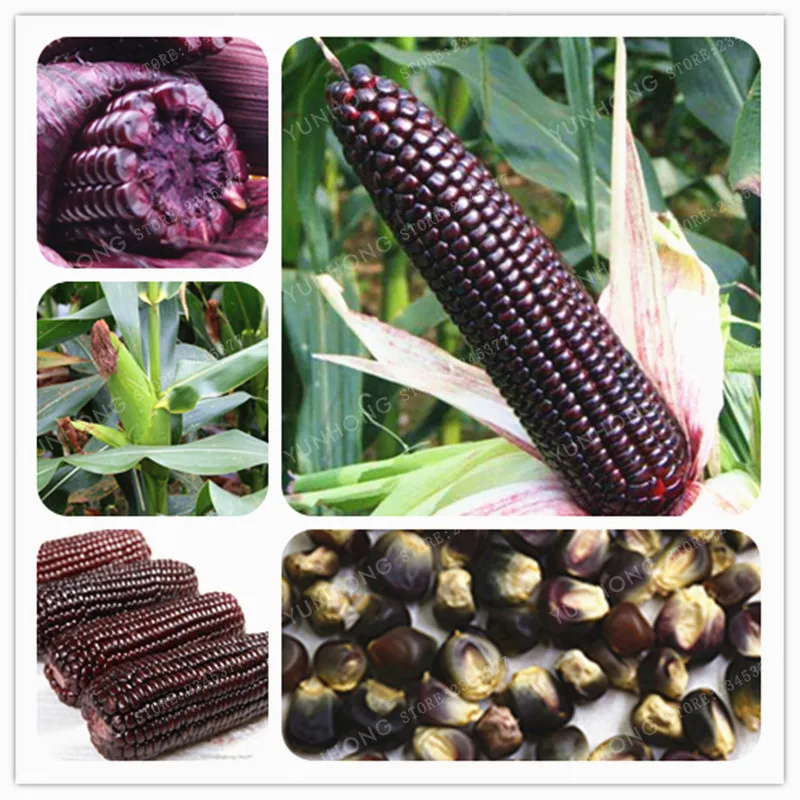 

10 Pcs Black Purple Corn Bonsai Rare Exotic Organic Vegetable Bonsai Rich Nutrient Good Taste Home Garden Bonsai Potted plant