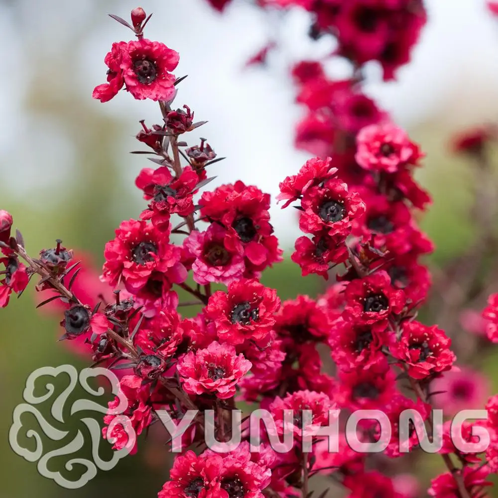 

Rare Leptospermum Scoparium Flower plant Garden Bonsai Plant Tree Flowers gift for kids. 100PCS home Semillas De Flores bonsai