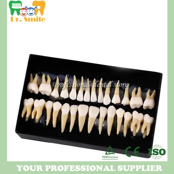 

Dental Oral 28 PCS Adult Permanent Teeth Models Full month Dental gift Communication Tooth Models Odontologia