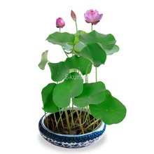 Water cultivation Root flower lotus Four Seasons sowing Lotus bonsai lotus plant green planting flowers potted plant 5/bag
