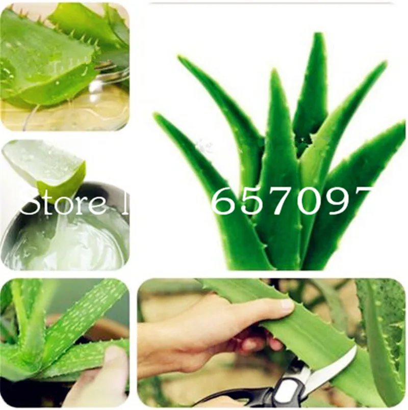 Sale 200 Pcs Green Aloe Vera Plants Edible Beauty Edible Cosmetic Vegetables And Fruit Bonsai Herb Tree Plants For Home & Garden Sale 200 Pcs Green Aloe Vera Plants Edible Beauty Edible Cosmetic Vegetables And Fruit Bonsai Herb Tree Plants For Home & Garden
