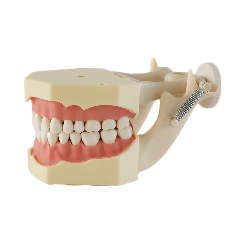 

1PC Dental SF Type Study Model Teeth Model with with DP Articulator Soft Gum