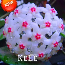 Большая Акция! Hoya бонсай, цветочные растения Hoya Carnosa в горшках, садовые Многолетние растения, посадки орхидеи Флорес 100 Плант/Лот,# 1BCS