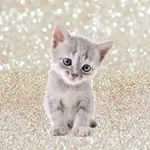 Sparkle Backdrop