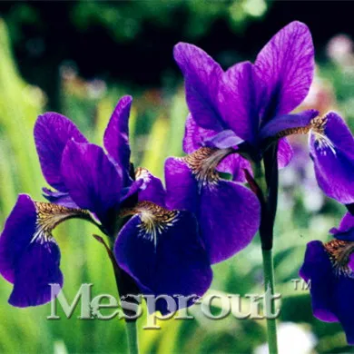 

Free Shipping 20 Pcs A Bag Iris sanguinea Flower Bonsai Rare Iris sanguinea Plants The Budding Rate 95% Mixed Colors
