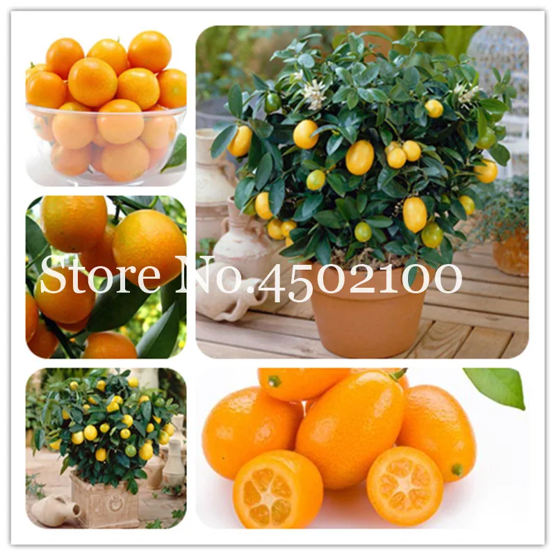 Акция! 50 шт. для балкона двора фруктовые деревья Kumquat бонсай сад оранжевый Флорес мандарин карликовый цитрусовый сочный оранжевый фрукт