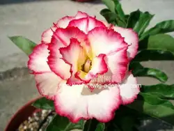 100% свежий Настоящее адениум тучный semillas-бонсай Desert Rose Цветок завод Sementes S18-7