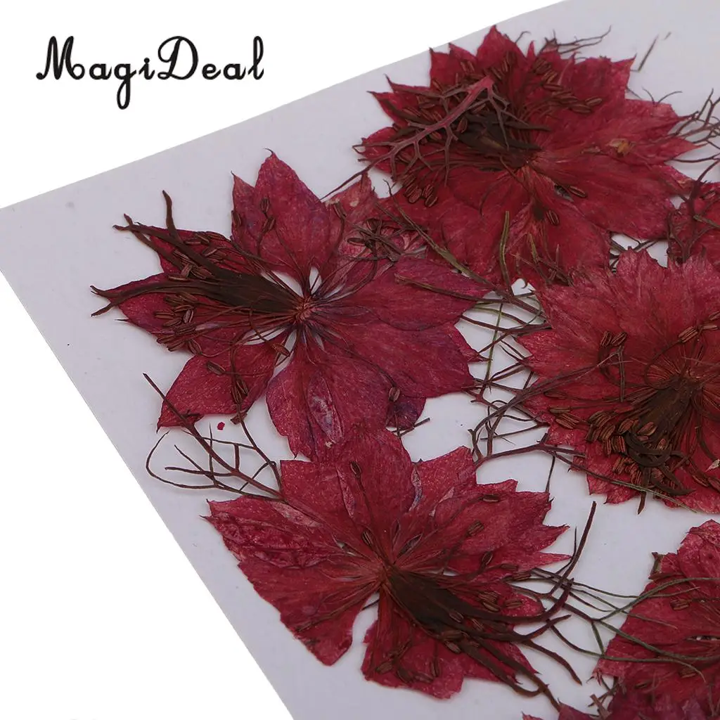 12pcs Love-in-a-mist Natural Pressed Real Dried Flower for Craft DIY Resin Ornaments