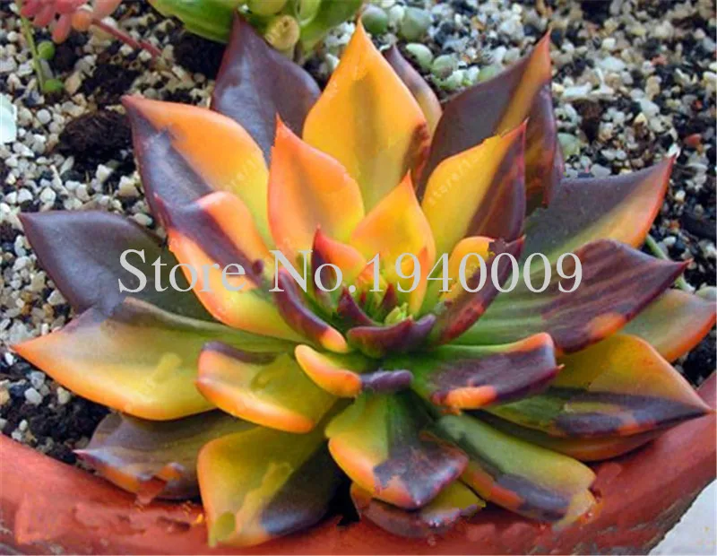 Sale 100 Rare African Mixed garden Cactus Succulent Plant Tree Purify Air Bonsai In The Heat Resistant Easy Care Creative Bonsai