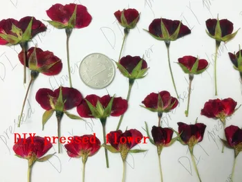 

free shipment Pressed flower dried flower Primary color Rose Bud Side pressure with sticks half sale 1 lot/10 bags