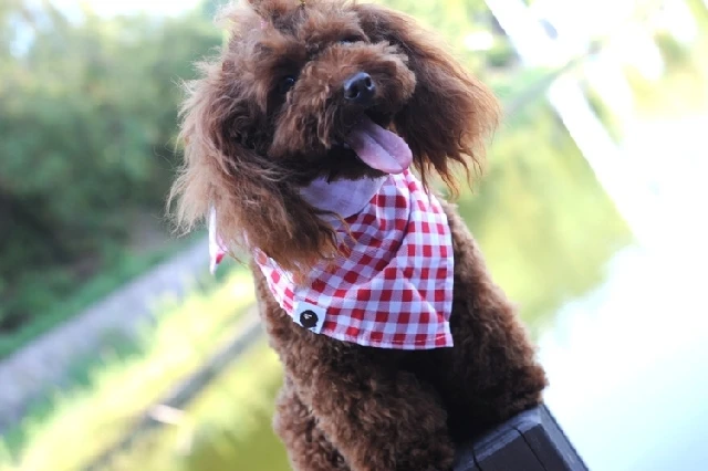 Dogs Scarf (5)