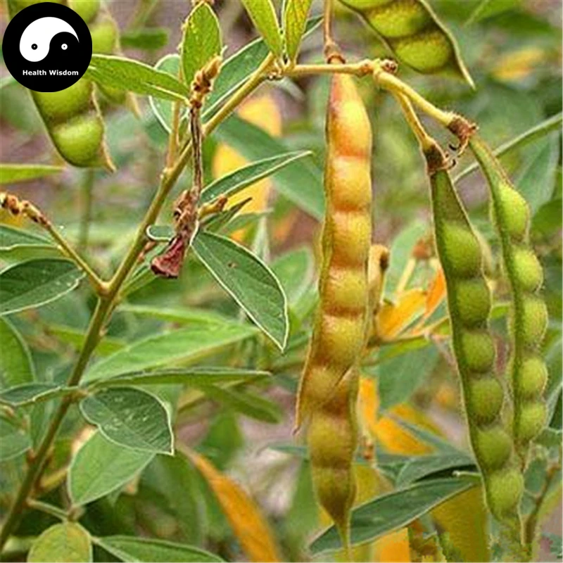 

Buy Cajanus Cajan Tree Semente 200pcs Plant Wood Bean For Cajanus Mu Dou Tree
