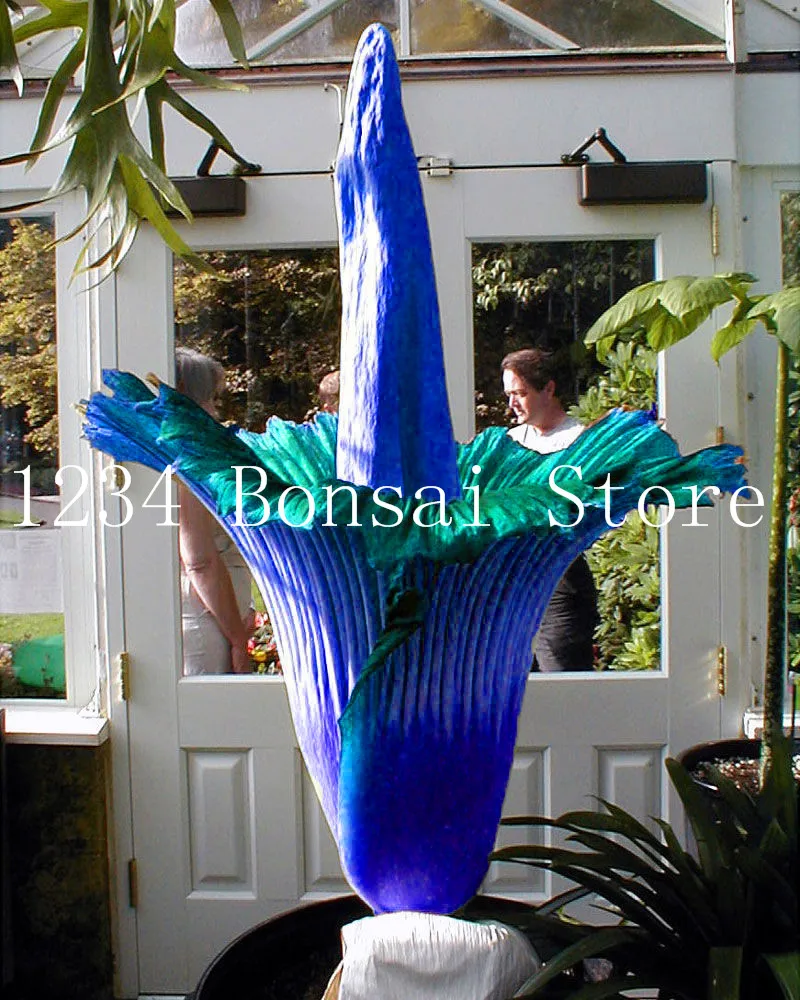 

10 pcs Corpse flower,bonsai flower seedling indoor,beautiful "Corpse plant",the biggest flower in the world,for home garden