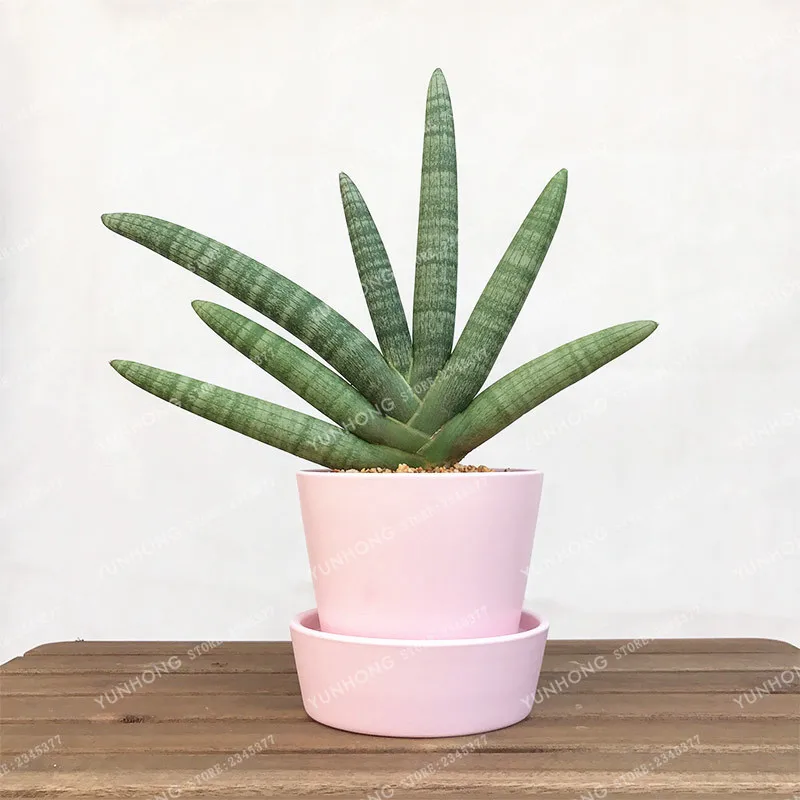 

Sansevieria Trifasciata Bonsai Potted Balcony Office Plant Pots Indoor Plants Perennial Bonsai 100 Pcs/Bag