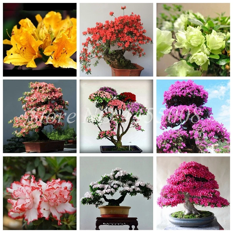 

10pcs / bag Rare Bonsai 16 Varieties Azalea DIY Home & Garden Outdoor Plants Looks Like Sakura Japanese Cherry Blooms Flower Pot