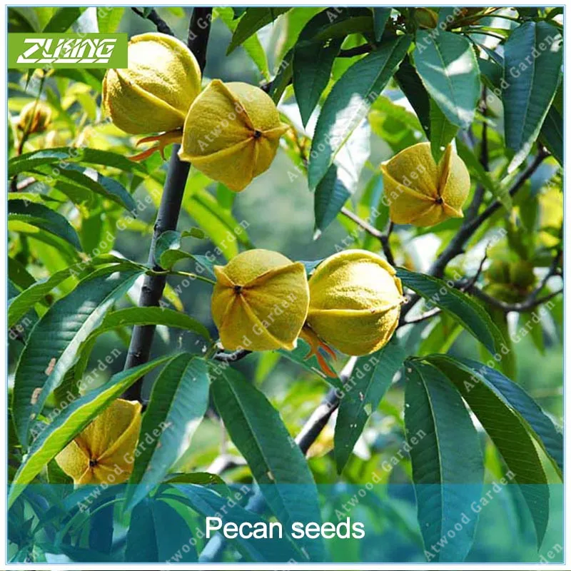 

ZLKING 1 / Pack The Pecan Walnut Tree Fruit Year Results Flowers Pots Healthy Semenacvety Plants