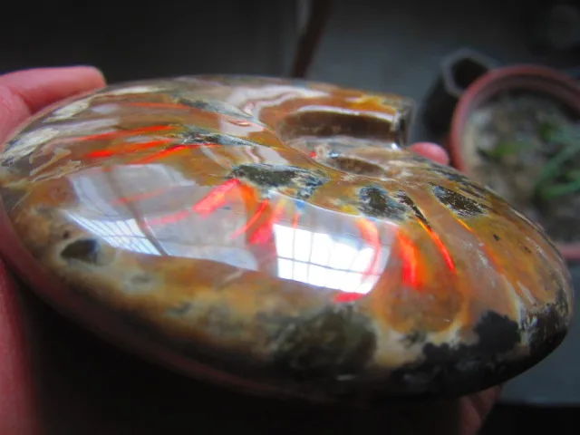 Special Price 574g(1.26 lb) Iridescent Ammonite Ammolite Specimen Fossil Madagascar BFB1149