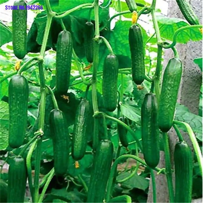 

50pcs cucumber bonsai grain four seasons fruit cucumber potted vegetables bonsai Semillas De Flores Indoor Plants Flowers Garden