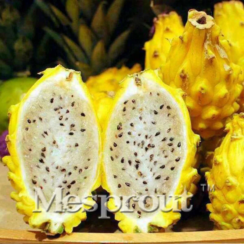 

100PCS Rare Yellow Pitaya Fruit Trees Bonsai Perennial Plants Non-gmo Hylocereus Dragon Fruit Bonsai Home Garden