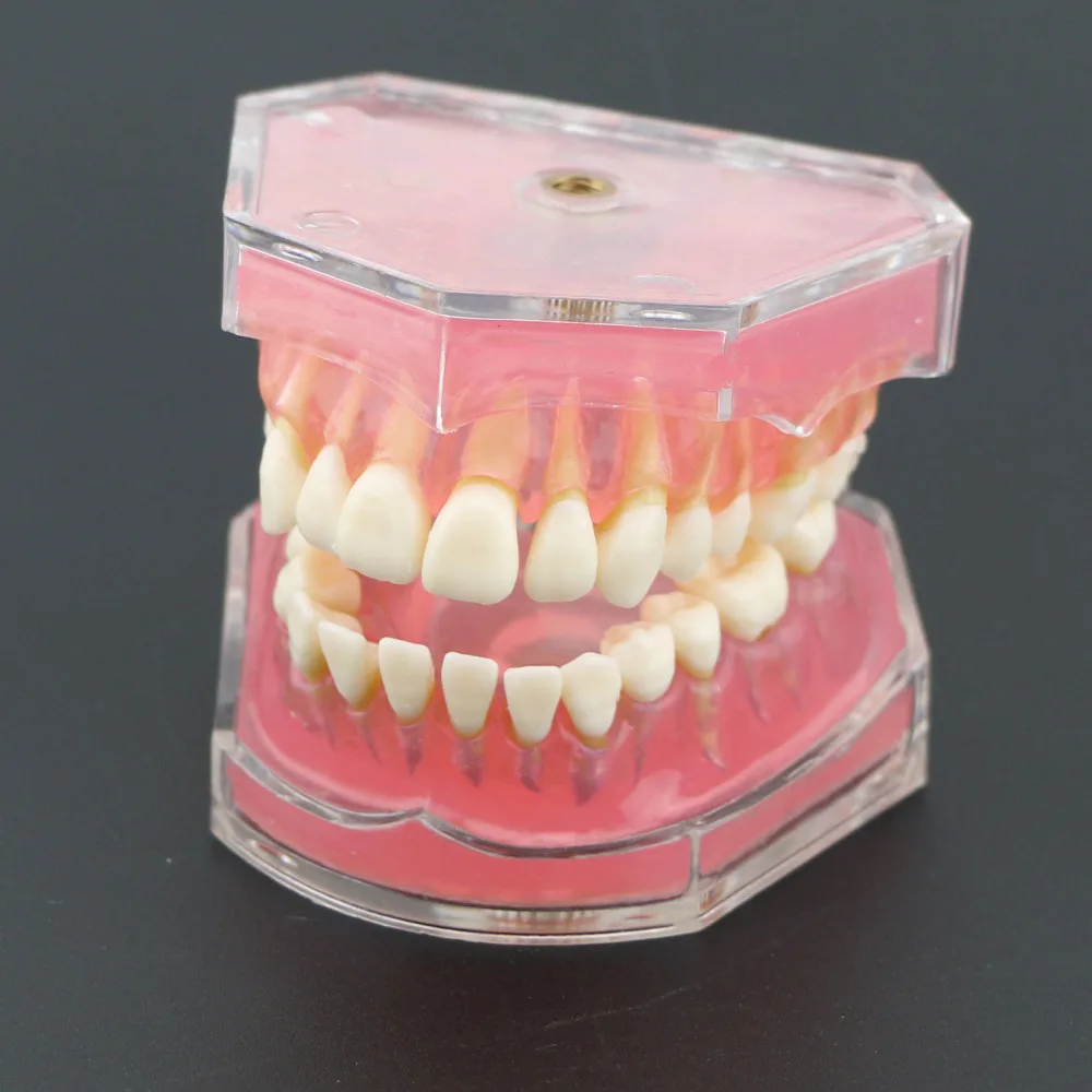 Стоматологическая стандартная модель со съемные зубы#4004 01 Стоматологическое исследование обучающая модель зубов