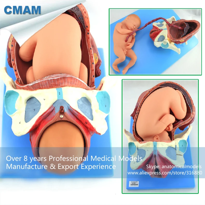 CMAM/12470 демонстрационная модель родов, 3в1, медицинская обучающая анатомическая модель