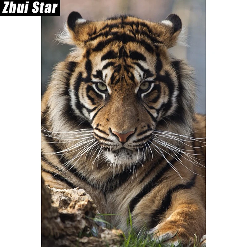 Алмазная 5D Вышивка Zhui Star картина сделай сам с полными квадратными стразами Тигр