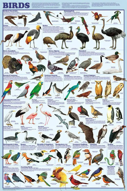 

Bird Orders POSTER Educational SILK POSTER Decorative Wall painting 24x36inch