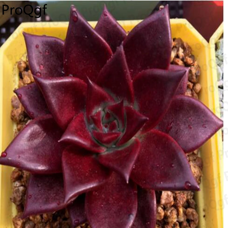 

Prodgf 25Pcs A Set Echeveria agavoides Romeo Rubin echeveria glass castle uhlii