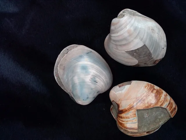 Cheap natural shell fossil crystal mineral specimen Cheap natural shell fossil crystal mineral specimen