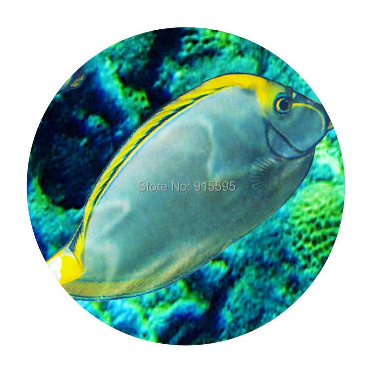 High Quality Renovação da Casa