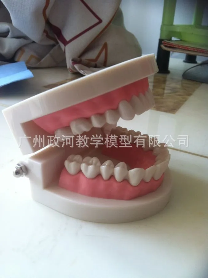  1:1 Life Size Teeth Dental Teaching Model Children Oral Kindergarten Teaching Brushing Dental Mater - 33001143650