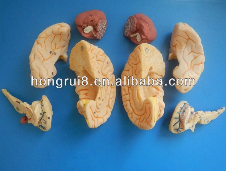 Brain_Anatomical_model 2