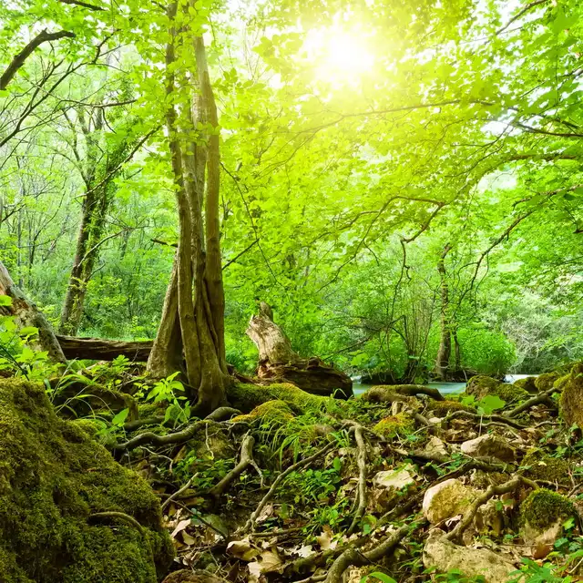 computer printed forest background