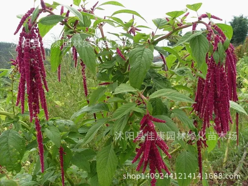 

US forage plant grain amaranth plant plant feed vegetables used along with Takachiho Valley bonsai 200g / Pack